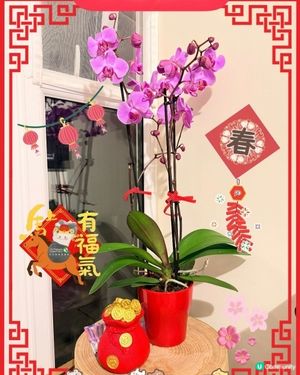 年廿九行大運 🏠🌸✨ 佈置屋企添氣氛