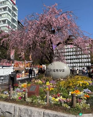 上野支垂櫻之日與夜