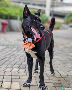 落雨好去處！🐶🐕🌳🦋