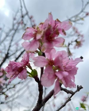 春日北斗園🌸粉色櫻花賞不停！🌳