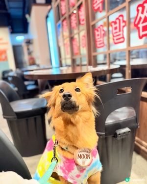 銅鑼灣韓國蒜蓉豬手😋