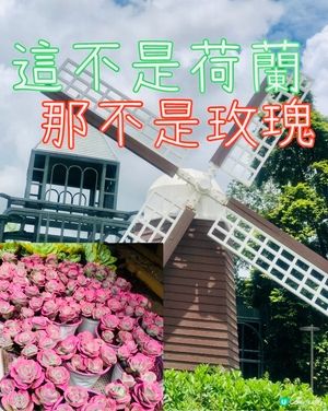 免費入鎮｜未見過嘅花｜值得一遊｜荷蘭花卉小鎮｜深圳南山