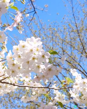 上野恩賜公園🌸賞櫻攻略！