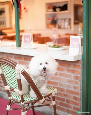 SOHO東臨海新意式餐廳，毛孩可陪食🐶🍝