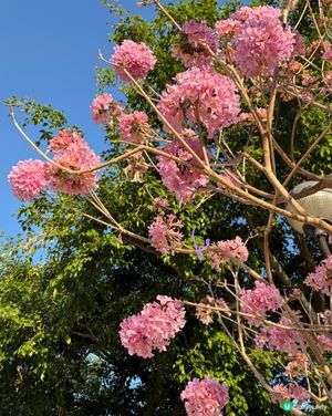 【冬季賞花】悄悄盛開的粉紅風鈴木