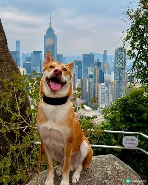 鬧市中隱世打卡點❤️姻緣石❤️輕鬆遊！👨‍👩‍👧‍👦🐶☀️