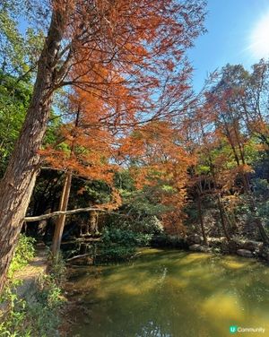 深圳仙湖公園睇紅葉 🍁靚到似幅畫！