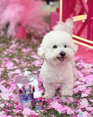 🐾 污糟糟小狗必備 腳仔SPA泡泡 清潔滋潤一步搞掂✨