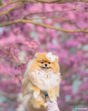 紅風鈴木💐秒殺奧海城！😍