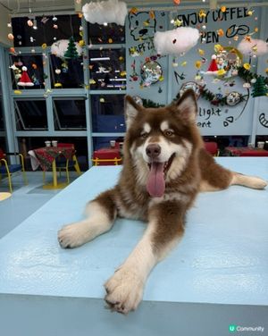 小朋友深圳放電的好地方🐶☕️