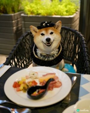 🍨帶毛孩食豐富自助餐🥩