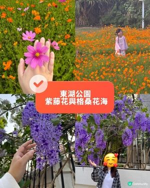 東湖公園 紫藤花和格桑花海開喇！🌺💜😍