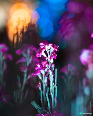 香港花卉展覽2026