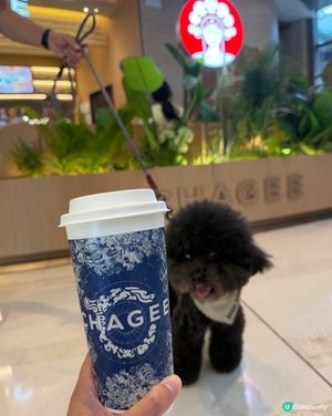 晚上想喝茶又怕失眠？有輕因茶冇煩惱🍵