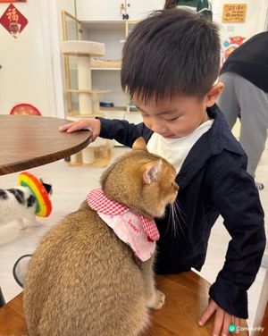 貓貓cafe 放電避開人潮