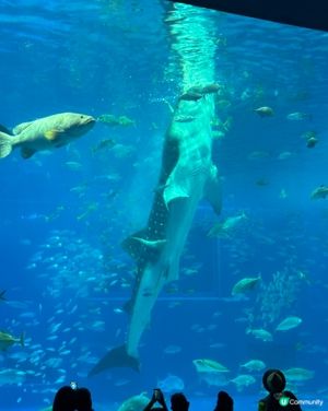 沖繩親子必去美麗海水族館🐟🫍🩵