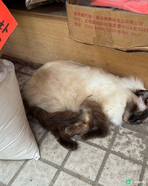 幸會愛民邨各貓店長