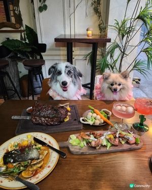 🐶🌵北角寵物友善墨西哥菜|打卡+美食一次滿足😍