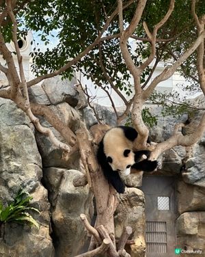 Ocean park人少🌞好chill！🐼