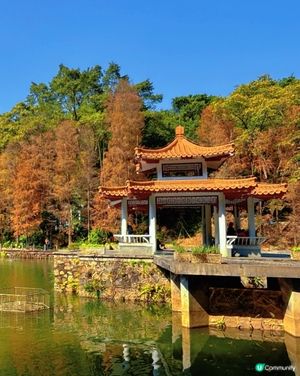 🍁 深圳仙湖公園冬日紅葉油畫般美景 🌳