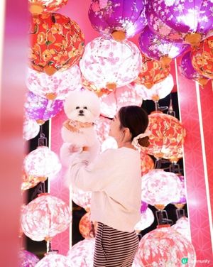 北角匯打卡📱迎新春🧨🧧✨