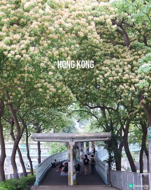 香港四月限定—魚木花盛開☘️