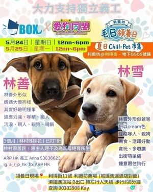 一齊領養小毛孩！🐶🐱💖領養不購買