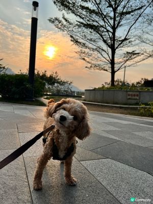 【浪漫溫情】日落觀賞