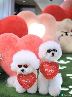 當白色小狗遇上線條小狗🐻‍❄️🐻‍❄️><