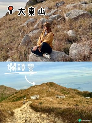 大東山芒草季！金黃芒草海🌾📸