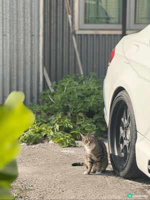 春季打卡好去處 - 錦田
1) 春天係摘士多啤梨季節！每年1