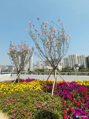 喺沙田公園睇到八重櫻，Ling公園蓬蓽生輝😆 
沉醉櫻花