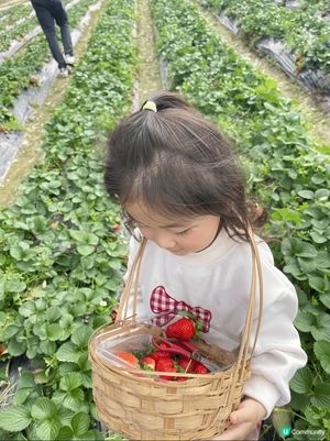 在錦田鄉村俱樂部跟女女摘士多啤梨和玩其他親子活動 
踏入K