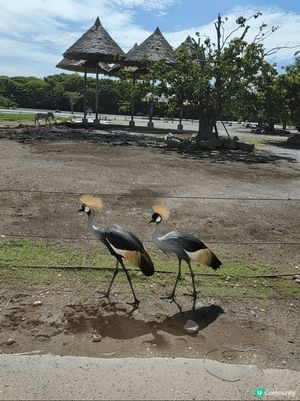 深圳 Zoo 動物真係Q😆