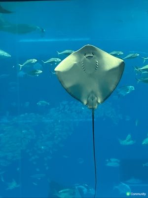 剛剛去了沖繩，當然要去沖繩美麗海水族館！必定要去水族館探訪鯨