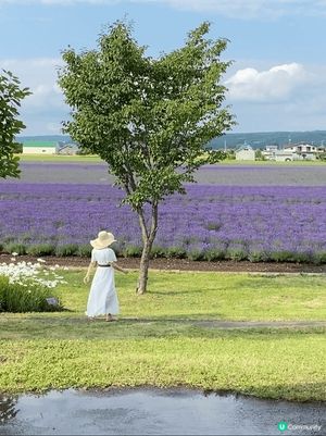 《北海道富良野花海》靚到窒息！😍🌸
