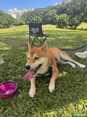 見天氣咁好，帶咗佢去粉嶺哥爾夫球場～ 

雖然天氣真係好熱�