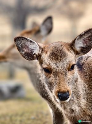 四處都是鹿的奈良公園