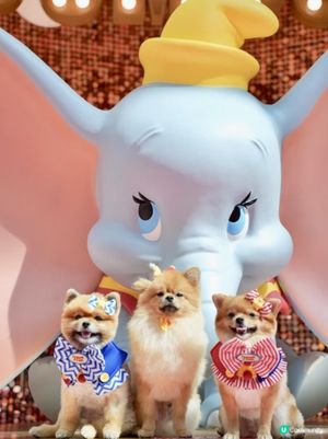 豬家25年聖誕打卡第一彈