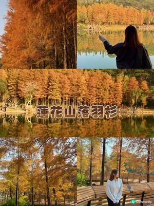 深圳最靚落羽杉打卡點！兩個湖邊影相位逐個睇