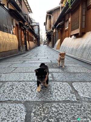 陪伴多年的柴犬突然離開,那段日子,世界好像瞬間失去了色彩｡
