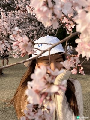 又到日本櫻花季🌸
記翻起之前係東京睇櫻花
非常推介去唔同公