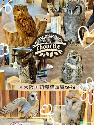 🤗親子互動好去處｜🇯🇵大阪貓頭鷹cafe 🦉｜仲可試餵🦉