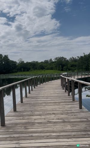 香港濕地公園是一個絕佳的攝影熱點，翠綠的植物與清澈的水面相映