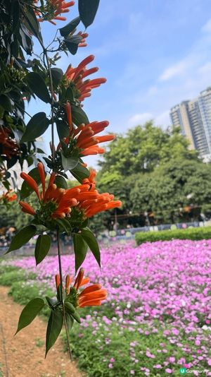 ## 春天🌸隨手拍📸，美到爆💥！