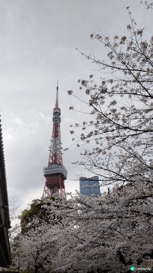 ## 東京鐵塔🌸櫻花盛放！🗼