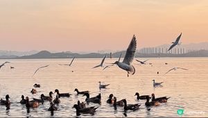 與西伯利亞海鷗有個約會