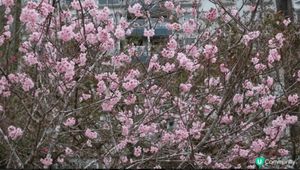 一到春天，香港好多地方都可以欣賞到櫻花，就好似沙田石門安景街