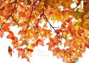 大棠紅葉🍁楓香林😍又到咗打卡嘅時候啦‼️