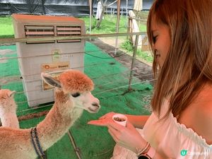 ## 菠蘿園動物樂園 🦙🐰🐐